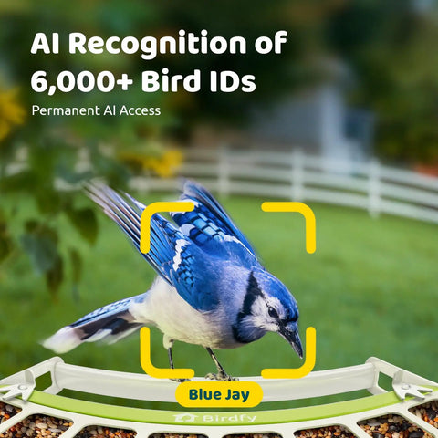 Smart Bird Feeder With Camera For Outdoors All Metal Durability Solar Powered Auto Identify And Record Video Instant Alerts Live Bird Watching, Blue Jay on feeder.
