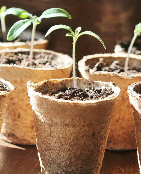 Seed Starter Pots Set With 60 Pcs In 3.15 And 4 Inch Sizes, Drainage Holes, Compostable Nursery Pots, Seedlings growing in sunlight