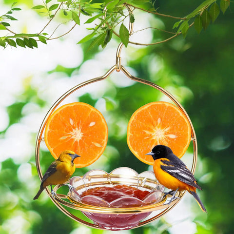 Outdoor Oriole Feeders With Fruit Holder No Fuss To Disassemble And Wash Sturdy Metal Frame Bird Feeders For Courtyard Or Garden Perfect For Bird Watching And Attracting Orioles with attached orange slices and orioles perched.