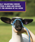 Sheep wearing Braided Poly Rope Livestock Halter For Sheep And Goats 4 Ft Adjustable Comfort Fit Durable Handling Halter