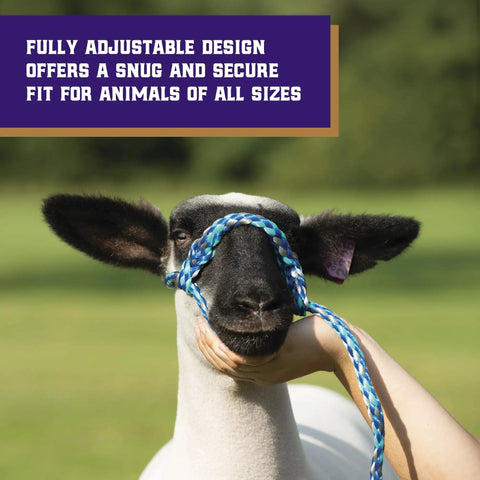 Sheep wearing Braided Poly Rope Livestock Halter For Sheep And Goats 4 Ft Adjustable Comfort Fit Durable Handling Halter