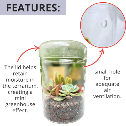 Glass Terrarium Jar With Lid 6x9 Inch Indoor Planter For Succulents Cacti Ferns Moss Reptiles Mini Fairy Moss Cool Tabletop Decoration For Home Office Kitchen Windowsill Garden Decor