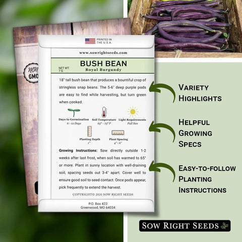 Royal Burgundy Bean Seeds for Planting Non GMO Heirloom Snap Beans, Stringless Dark Purple Pods That Turn Green When Cooked, 18 Inch Bush Beans, Abundant Harvest for Outdoor Gardens