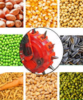 Double Row Hand Push Garden Seeder With Nine Openings, Portable Manual Planter planting various seeds