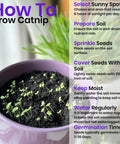 Cat Grass Seeds And Catnip Seeds 3 Pack Kit For Indoor Cats, Oat And Barley Seed Mix For Planting instructions and seedlings in pot