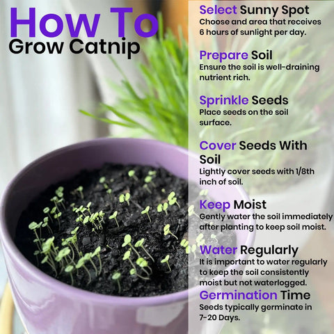 Cat Grass Seeds And Catnip Seeds 3 Pack Kit For Indoor Cats, Oat And Barley Seed Mix For Planting instructions and seedlings in pot