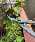 8 Inch Concave Bonsai Cutter With Offset Blade For Pruning Forked Branches Stainless Steel Pruning Tool in use on bonsai