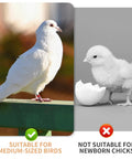 8mm Pigeon Leg Bands Set For Poultry With Laser Etched 001 To 100 In Five Colors Plastic Chicken Tags For Chicks Quail Doves And Finches, suitable for medium-sized birds like a dove, not for newborn chicks.