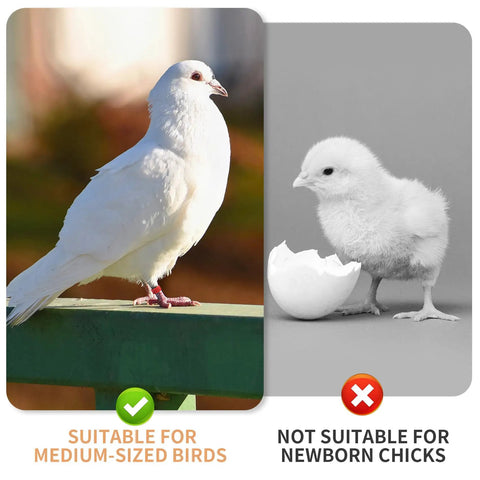 8mm Pigeon Leg Bands Set For Poultry With Laser Etched 001 To 100 In Five Colors Plastic Chicken Tags For Chicks Quail Doves And Finches, suitable for medium-sized birds like a dove, not for newborn chicks.