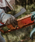 Beekeeper using Heavy Duty Stainless Steel J Hook Hive Tool 10.6 Inch Beehive Scraper And Frame Lifter For Beekeeping Tools And Pros to lift frame