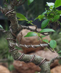 Bonsai Training Wire 4.0mm Anodized Aluminum 250g Roll 23 Feet Brown Color coiled around tree branches for styling.