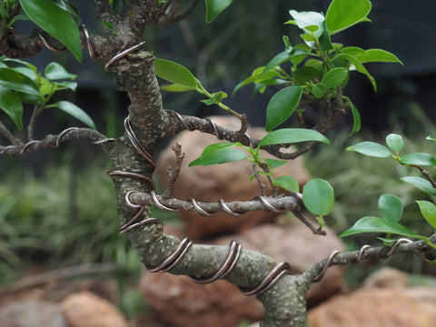 Bonsai Training Wire 4.0mm Anodized Aluminum 250g Roll 23 Feet Brown Color coiled around tree branches for styling.