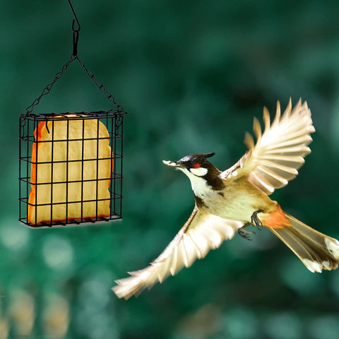 2 Pack Suet Bird Feeders For Outdoor Hanging, Backyard Bird Watching Station That Holds One Suet Cake Each, Durable Garden Cage To Attract Wild Birds In Your Yard with a bird approaching.