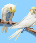 Two cockatiels wearing Blue Parrot Harness Flight Suit Diaper With 80 Inch Flying Leash Rope For Parrots And Small Birds, Size M