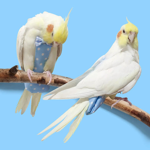 Two cockatiels wearing Blue Parrot Harness Flight Suit Diaper With 80 Inch Flying Leash Rope For Parrots And Small Birds, Size M
