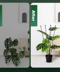 Before and after using Outdoor And Indoor Garden Trellis With 47 Inch Obelisk And Tomato Cage Two Easy Setup Options Rustproof Plant Support