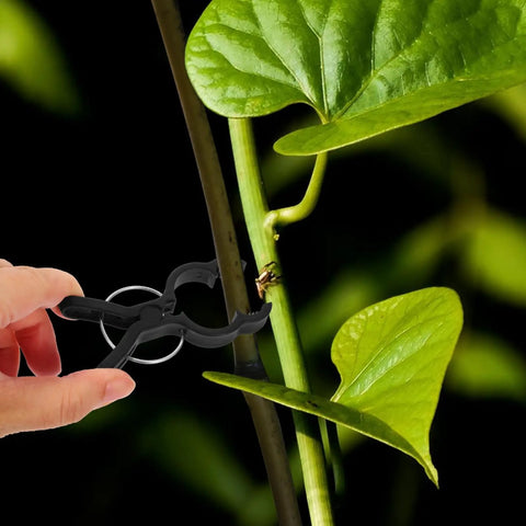 Durable Garden Plant Clips For Climbing Vines And Tomatoes Easy Trellis Support Clips For All Skill Levels No Fuss Versatile Plant Ties For Training Staking And Securing Tomato Vines And Garden Vines black clip on vine stem