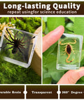 Real Animal Specimens In Resin Taxonomy Kit For Science Class And Homeschool Crystal Clear Taxidermy Blocks with tarantula and scorpion