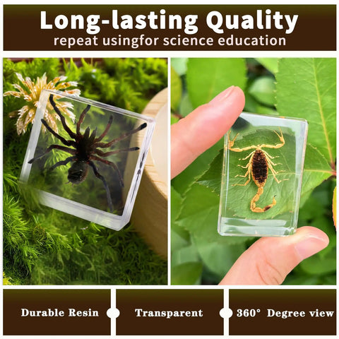 Real Animal Specimens In Resin Taxonomy Kit For Science Class And Homeschool Crystal Clear Taxidermy Blocks with tarantula and scorpion