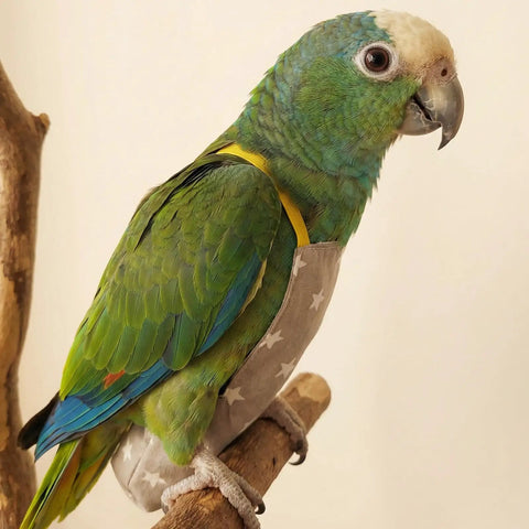Parrot wearing Soft Cotton Bird Harness Vest With Snap Fasteners And 2M Leash for Parakeets Cockatiels Conures And Budgies
