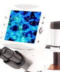Digital LCD Inverted Epifluorescence Microscope With 9 Inch HD Display, Built-In 5MP Camera, GFP And RFP Fluorescence, Optional UV Excitation, HBO Mercury Illumination, And 4x, 10x Ph, 20x Ph, 40x Ph Objectives Plus Dozens Of Lenses; white lab microscope with screen