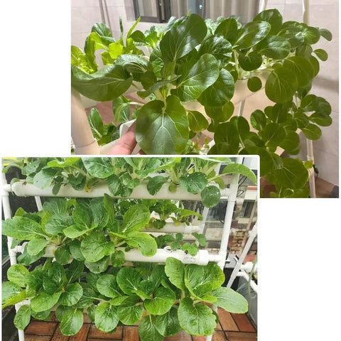 High-Yield Hydroponics Growing System Kit With 36 Plant Sites And Automated Watering, space-saving garden with leafy greens.