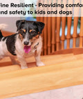 Small dog on stairs with Clear Non Slip Tape 4 Inch By 30 Feet, Grippy Anti Slip Adhesive For Tubs, Boats, Stairs
