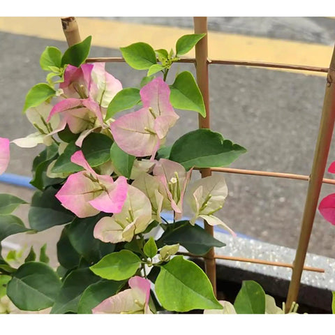 Five Pack 16 Inch Bamboo Trellis For Climbing Plants With Natural Garden Ladder Fan Style Support To Help Upward Growth Potted Plant Decor For Doorways And Gardens No Stake Plant Training with pink and cream bougainvillea flowers