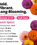 Zinnia Dahlia Seeds Pack 524 Premium Seeds For 2026 Non GMO Garden Blooms With Vibrant Double Flowers In Red Pink Orange White