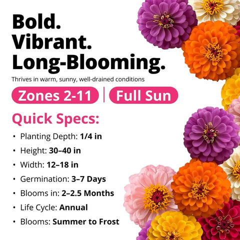 Zinnia Dahlia Seeds Pack 524 Premium Seeds For 2026 Non GMO Garden Blooms With Vibrant Double Flowers In Red Pink Orange White