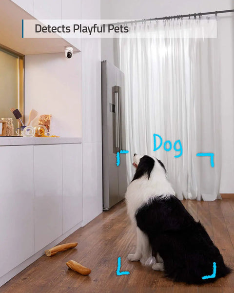 Two Camera Indoor Security Kit With 2K Pan And Tilt Plug In Wi Fi Camera With Human And Pet AI Real Time Motion Tracking capturing a dog in a kitchen