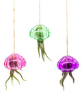 4 Inch Tillandsia Ionantha Air Plants Set Of 3 Assorted Large Air Plants For No-Fuss, Easy-Care Indoor Air Purifying Decor That Brings Fresh Color To Your Home Or Garden Space. Hanging air plants in pink, green, and purple holders