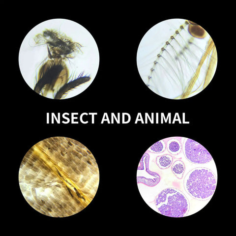 100 Pack Prepared Microscope Slides Set For Kids And Homeschoolers With Professional Specimens High Quality Optical Glass