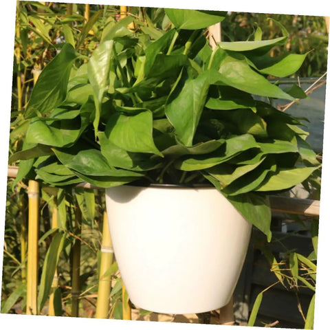 Six Piece Wall Mounted Round Plastic Pothos Planters With Self Watering System For Indoor Balcony Gardens Hydroponic Hanging