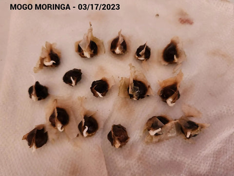 Garden Ready Moringa Seeds For Planting Edible With High Germination Premium PKM1 Grade Non GMO Fresh Batch From Small Farmers For Growing Your Own Malunggay At Home Garden