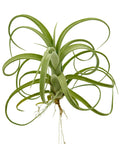 Tillandsia Curly Slim Jumbo Air Plant One Count 5 To 9 Inches, low-maintenance live indoor plant with curly green leaves