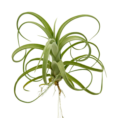 Tillandsia Curly Slim Jumbo Air Plant One Count 5 To 9 Inches, low-maintenance live indoor plant with curly green leaves