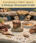 Super Cool Brown Turbo Shells For Hermit Crabs Two Pack 1.75 To 2 Inches with vibrant hermit crabs in a natural aquarium setup.