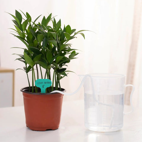 Plant pot connected to water jug with 15 Foot Self Watering Capillary Wick Cord for Plants and DIY Hydroponics.