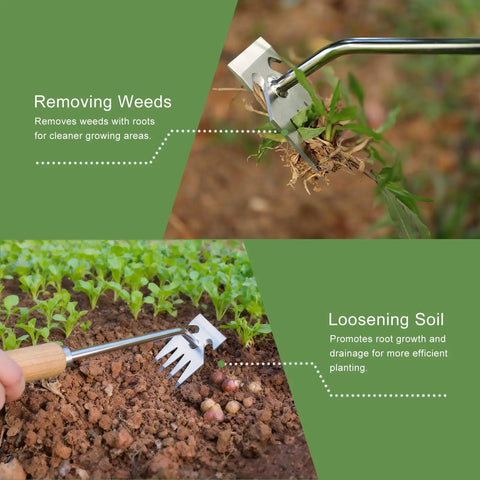 Four Tine Stainless Steel Weed Puller Tool With Solid Wood Handle removing weeds, highlighting rust resistant and anti detachment design.