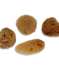 Unbleached Natural Sea Sponges 10 Pack Awesome Value For Arts And Crafts Set 2 To 4 Inch Sponges in a variety of textures