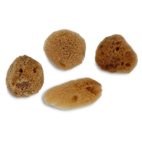Unbleached Natural Sea Sponges 10 Pack Awesome Value For Arts And Crafts Set 2 To 4 Inch Sponges in a variety of textures