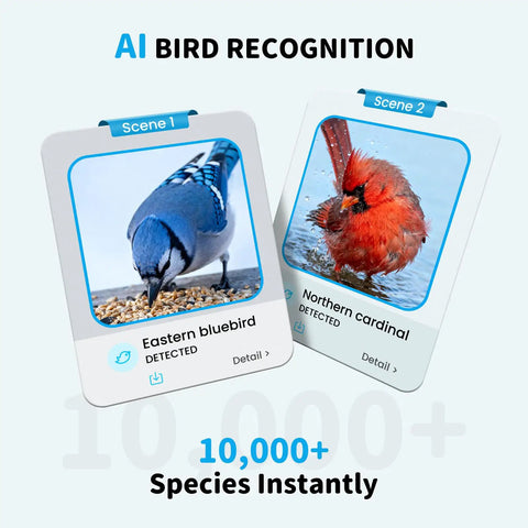 AI bird recognition showing Eastern bluebird and Northern cardinal for Outdoor Bird Feeder Camera Bird Bath Dual Lens 2K HD.
