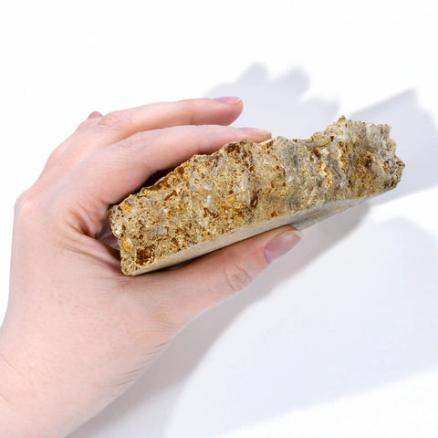 Hand holding Fossiliferous Limestone Hand Sample Approximately Three Inch Sedimentary Rock With Visible Fossils For Geology Nerds