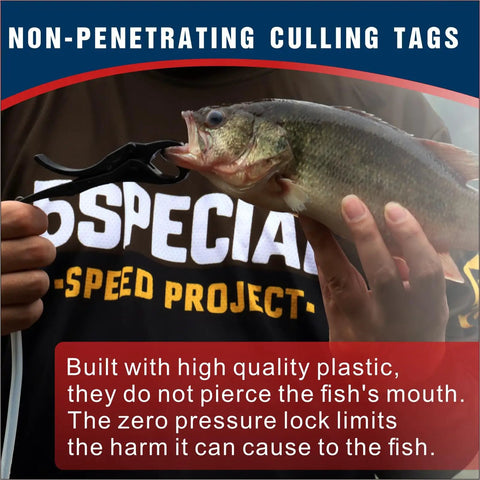 Non Puncture Bass Fishing Cull Tags Set With Six Color Coded Tags And Buoy Keeper in use with a bass fish, easy clip design