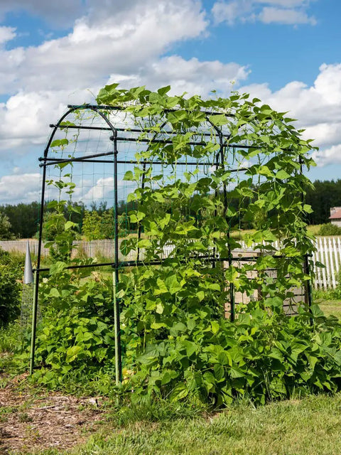 63 Inch Long 80 Inch Tall Garden Arch Arbor For Climbing Vines Heavy Duty Metal Trellis With Nylon Netting in outdoor setting