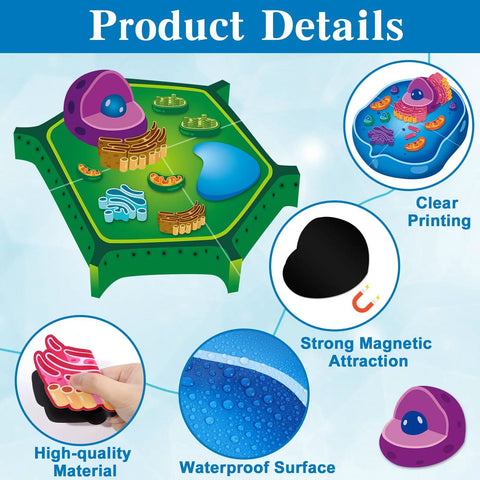 Product details of Magnetic Animal And Plant Cell Models Set With 24 Piece Hands On Educational Science Kit displayed in diagram.