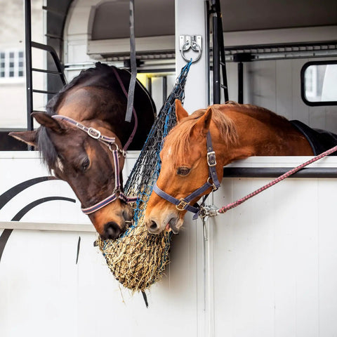 16 Pack Cross Tie Rings For Horses With Screws Wall Mount Stainless Steel Hitching Rings in use with two horses eating