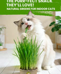 Indoor Cat Grass Kit 3 Pack Quick Grow With Eco Friendly Biodegradable Pots Soil And Wheatgrass Seeds Grows In 3 To 7 Days With High Germination Rate Purrfect Snack For Your Cat used by a fluffy cat chewing the grass in a biodegradable pot on a wooden floor.
