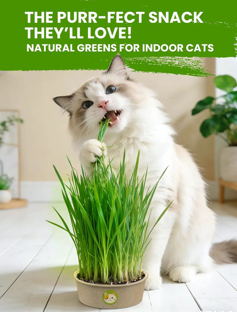 Indoor Cat Grass Kit 3 Pack Quick Grow With Eco Friendly Biodegradable Pots Soil And Wheatgrass Seeds Grows In 3 To 7 Days With High Germination Rate Purrfect Snack For Your Cat used by a fluffy cat chewing the grass in a biodegradable pot on a wooden floor.